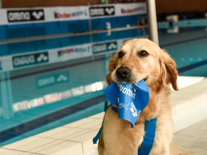 benefits of swimming for dogs