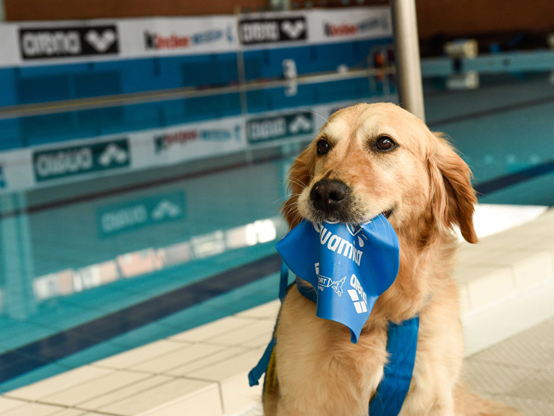 The advantages of swimming for canine